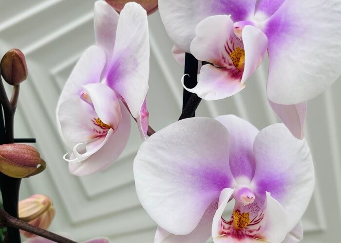 orquidea-phalaenopsis-bogota