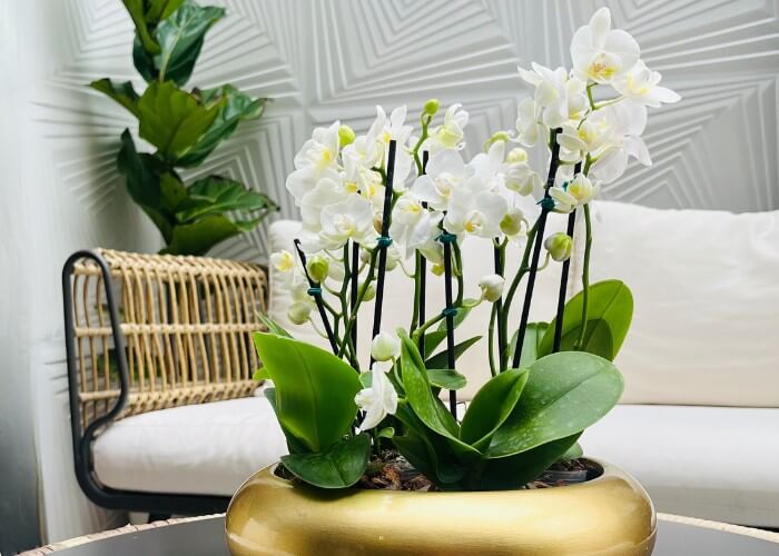 orquideas-blancas-bogota