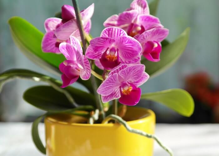 orquideas-bogota.jpg