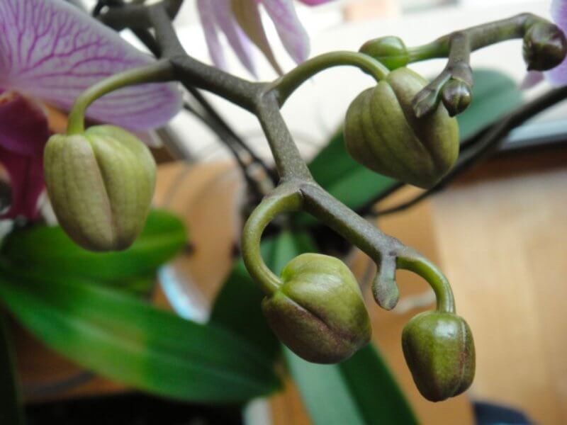 orquidea haciendo flores