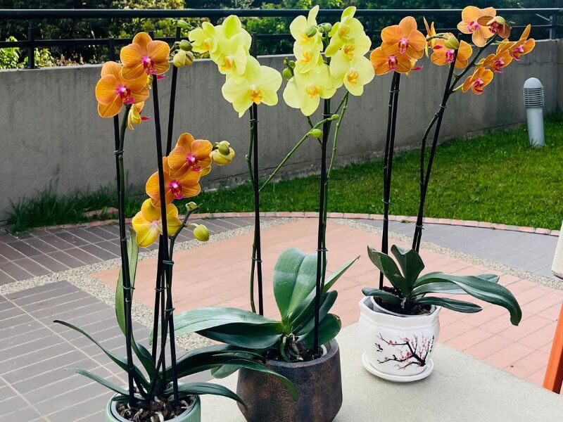 orquidea con flores para saber cada cuanto florece