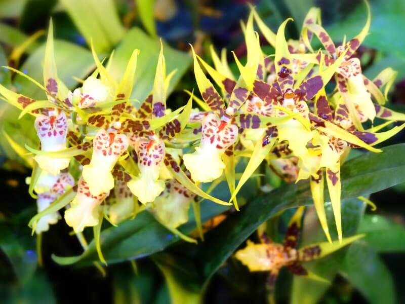 tipo de orquidea brassia