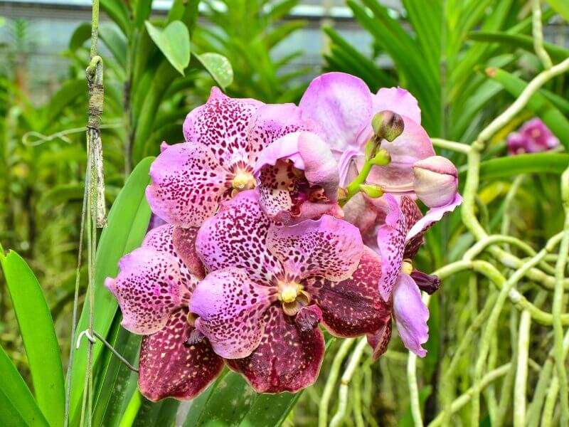 especie de orquidea vanda