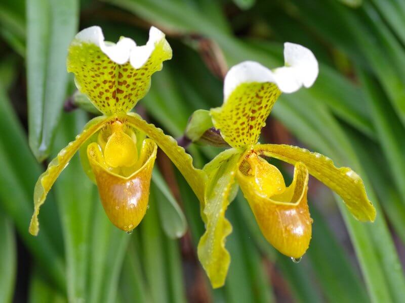 orquidea tipo zapatito