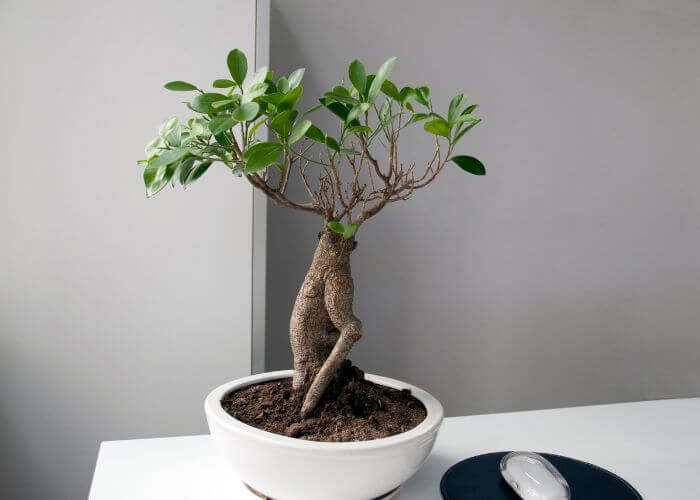 bogota-bonsai